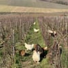 champagne marguet