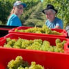 weingut_gundolf