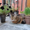 lyuda