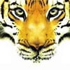littlesherekhan