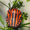 gianco