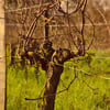 aurelpapilles