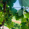 TeaAmberWines