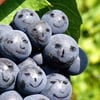 advinameternam