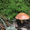 elaeudanlatitia