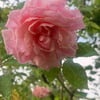 Emelyne