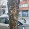 scarole