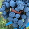 shiraz1980