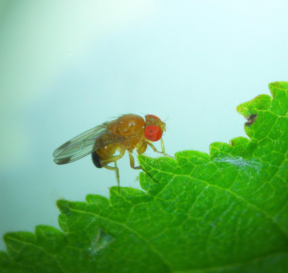 Drosophila suzukii fly. © Hervé Colinet