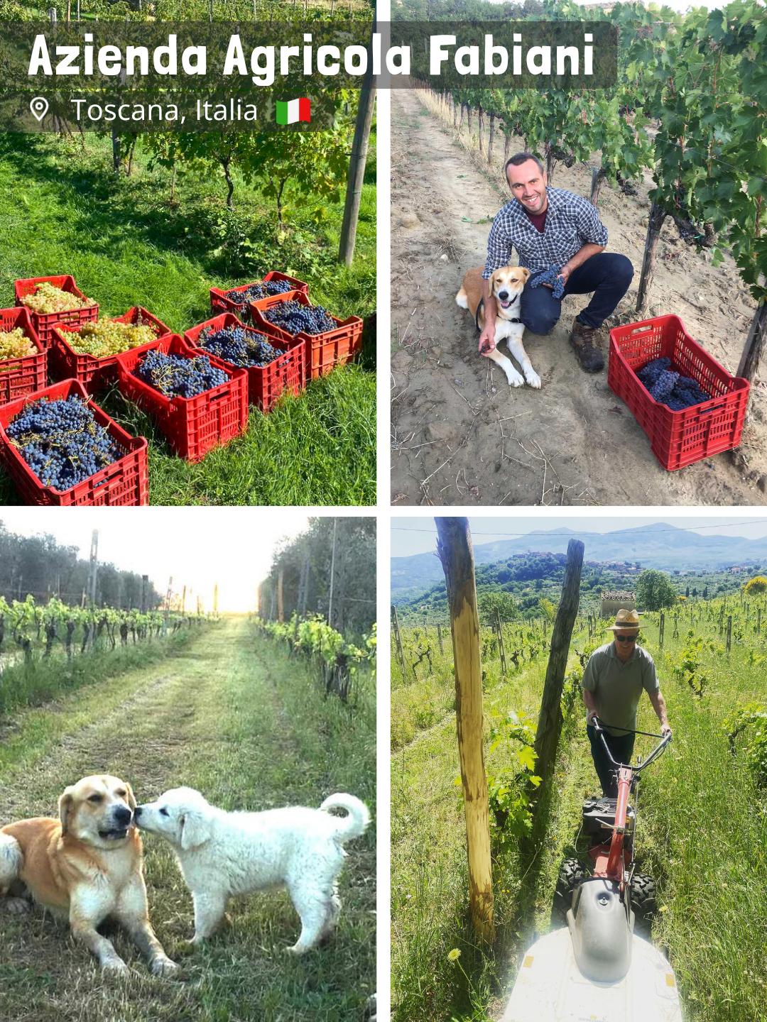 Azienda Agricola Fabiani