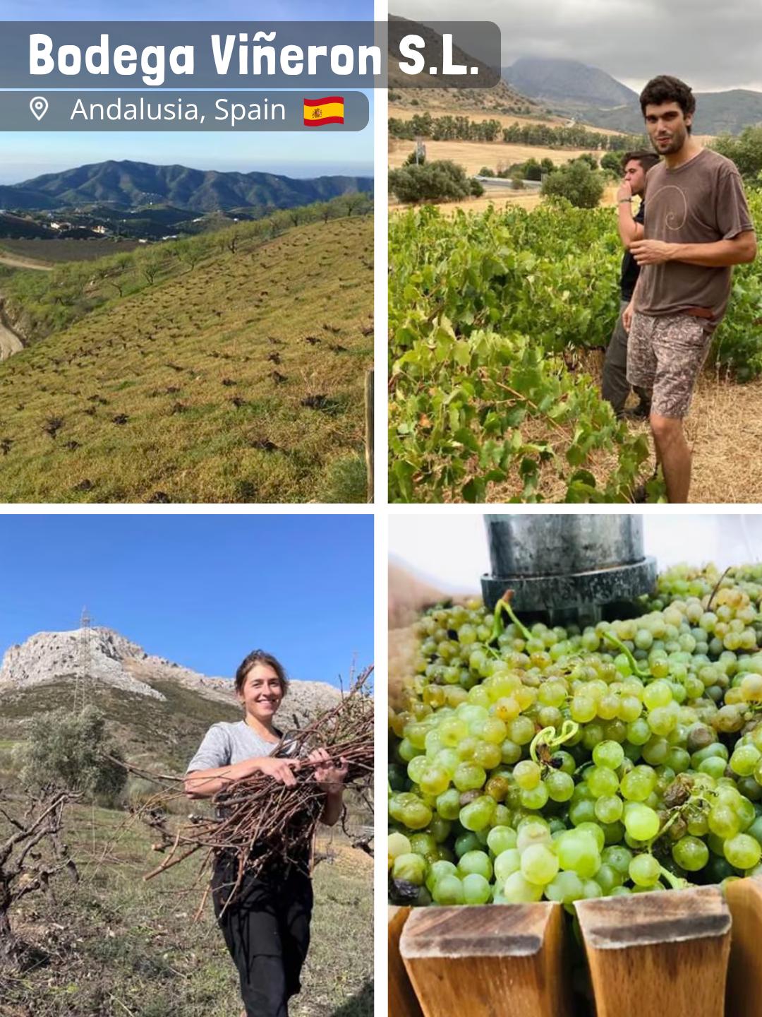 Bodega Viñeron S.L.