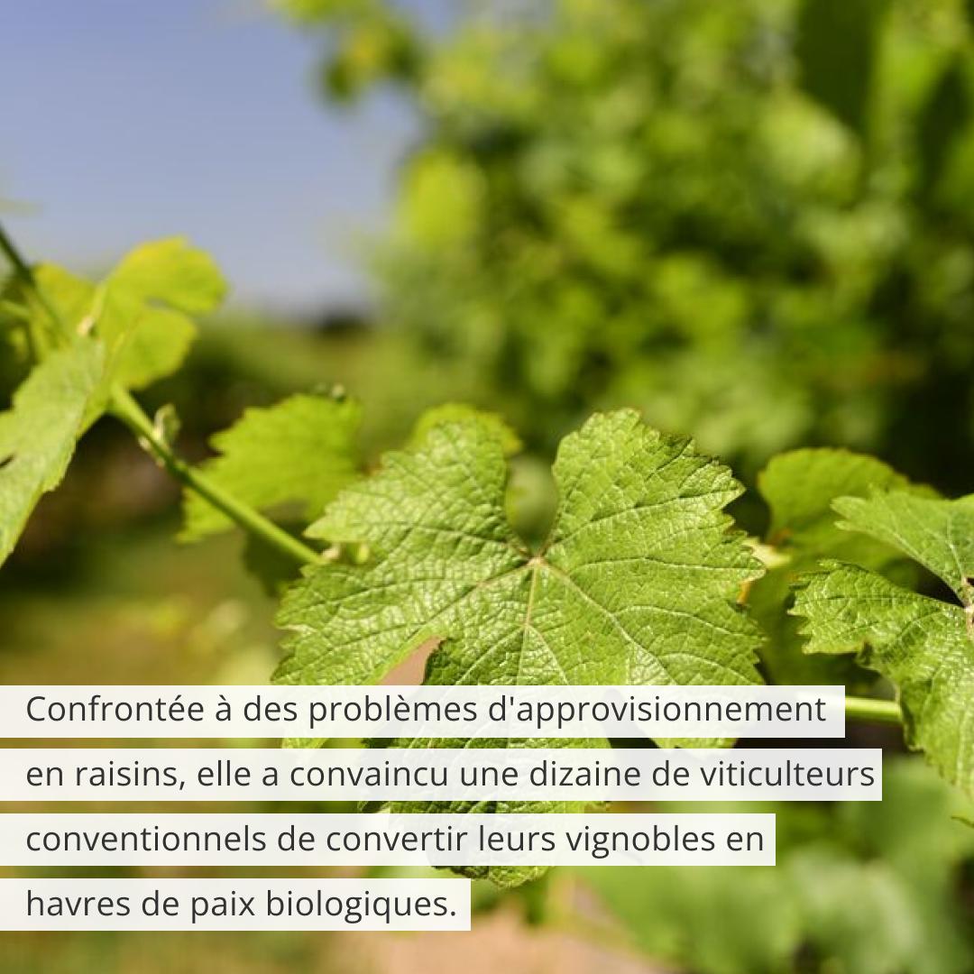 Megan Bell's Margins - natural wine - go fund me
