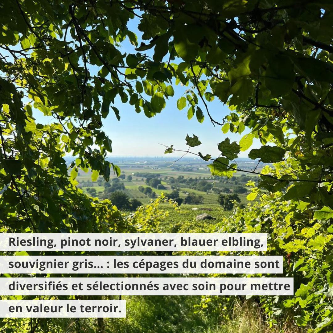 Pascal Treichler - Natural Wine