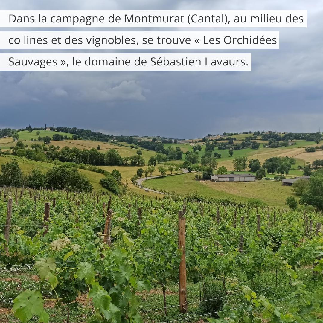 Sébastien Lavaurs - Les Orchidées Sauvages