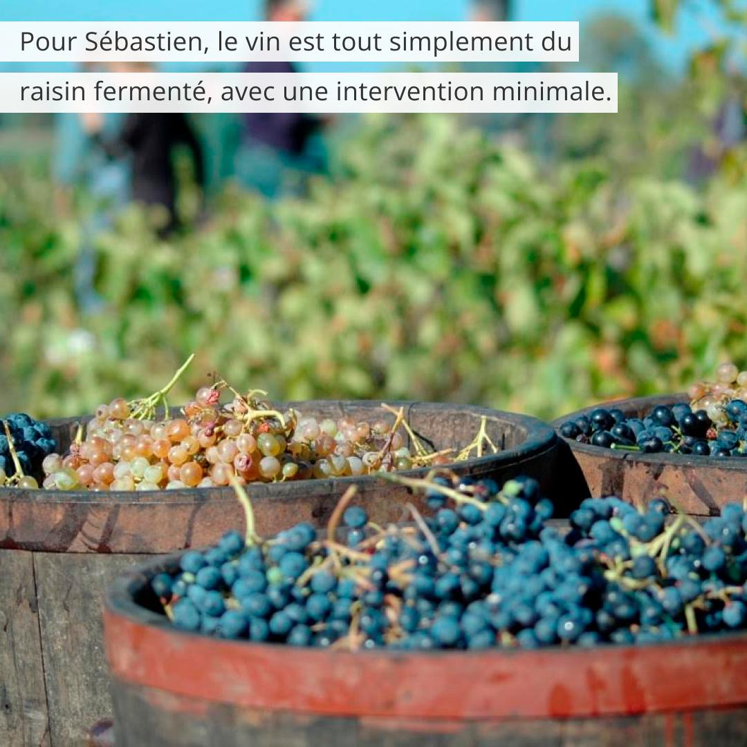 Sébastien Lavaurs - Les Orchidées Sauvages