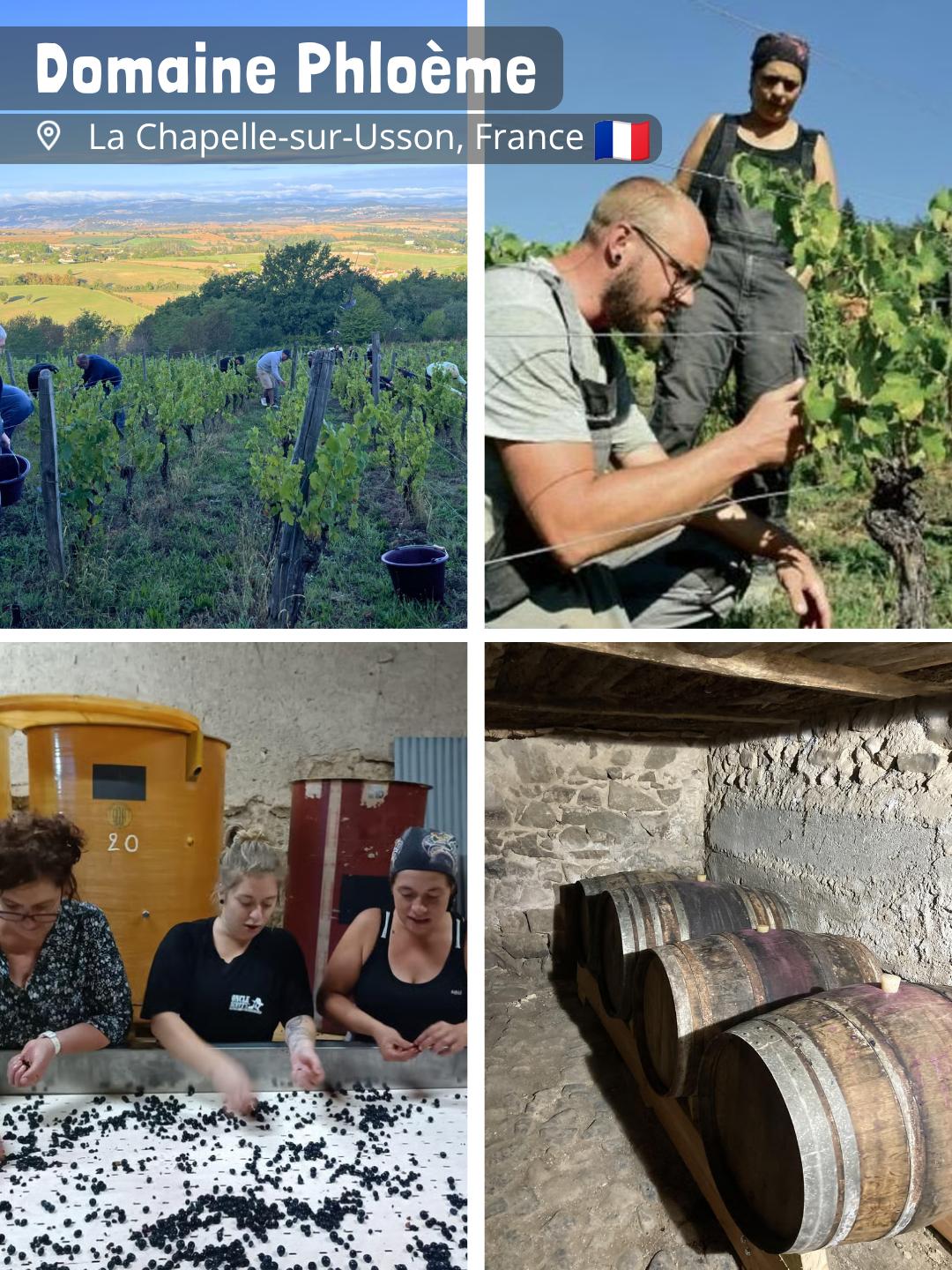 Domaine Phloème