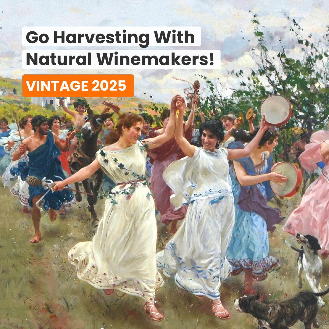 Go harvesting with natural winemakers 2025!