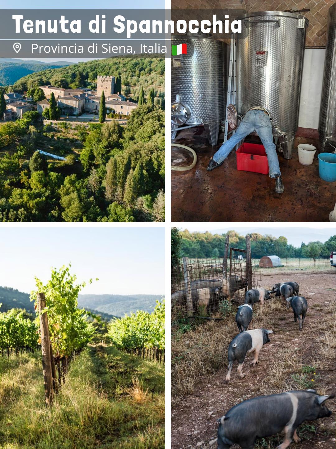 Azienda Agricola Tenuta di Spannocchia