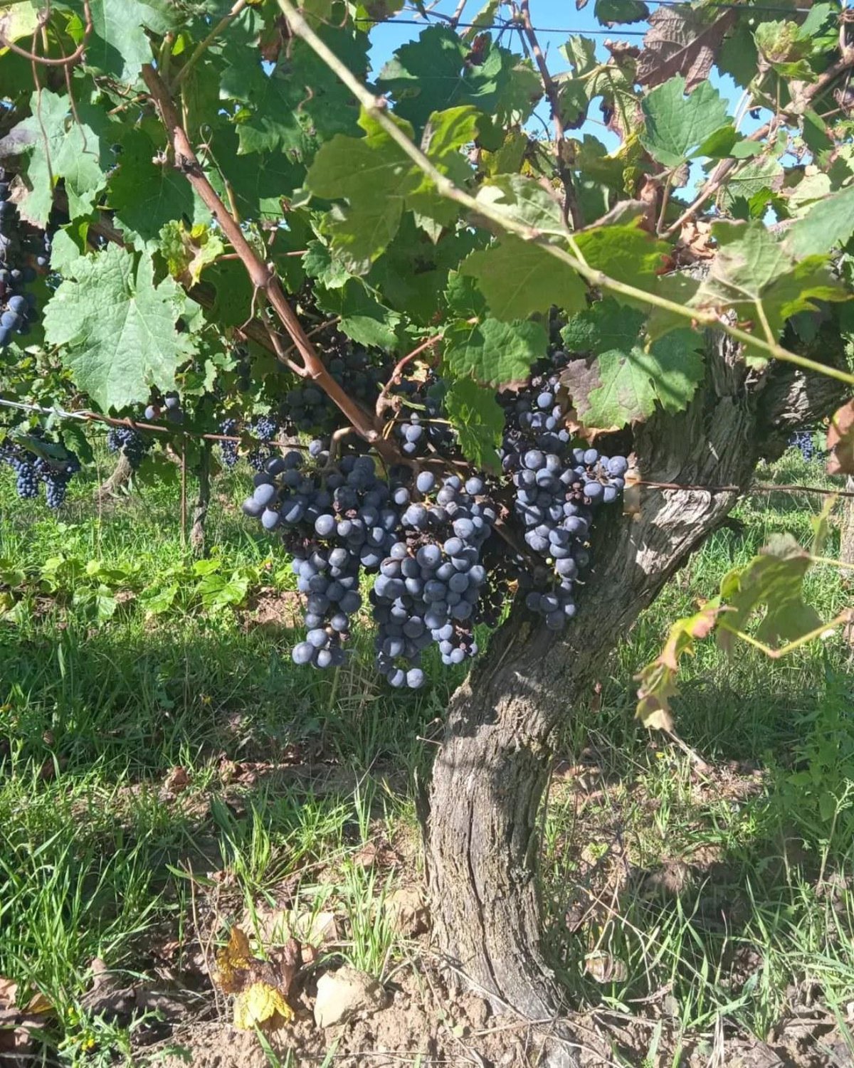 Marie et Valentin Bruneau - Le domaine des Frères