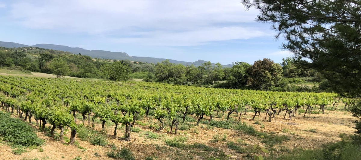 Ekaterina de Cazenaves - Domaine de Cassagnas