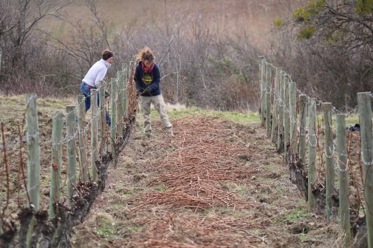 Henri Chauvet : l’ambition du terroir