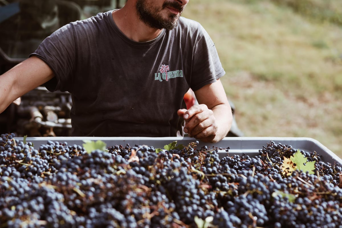 Vendange à la Ginestra