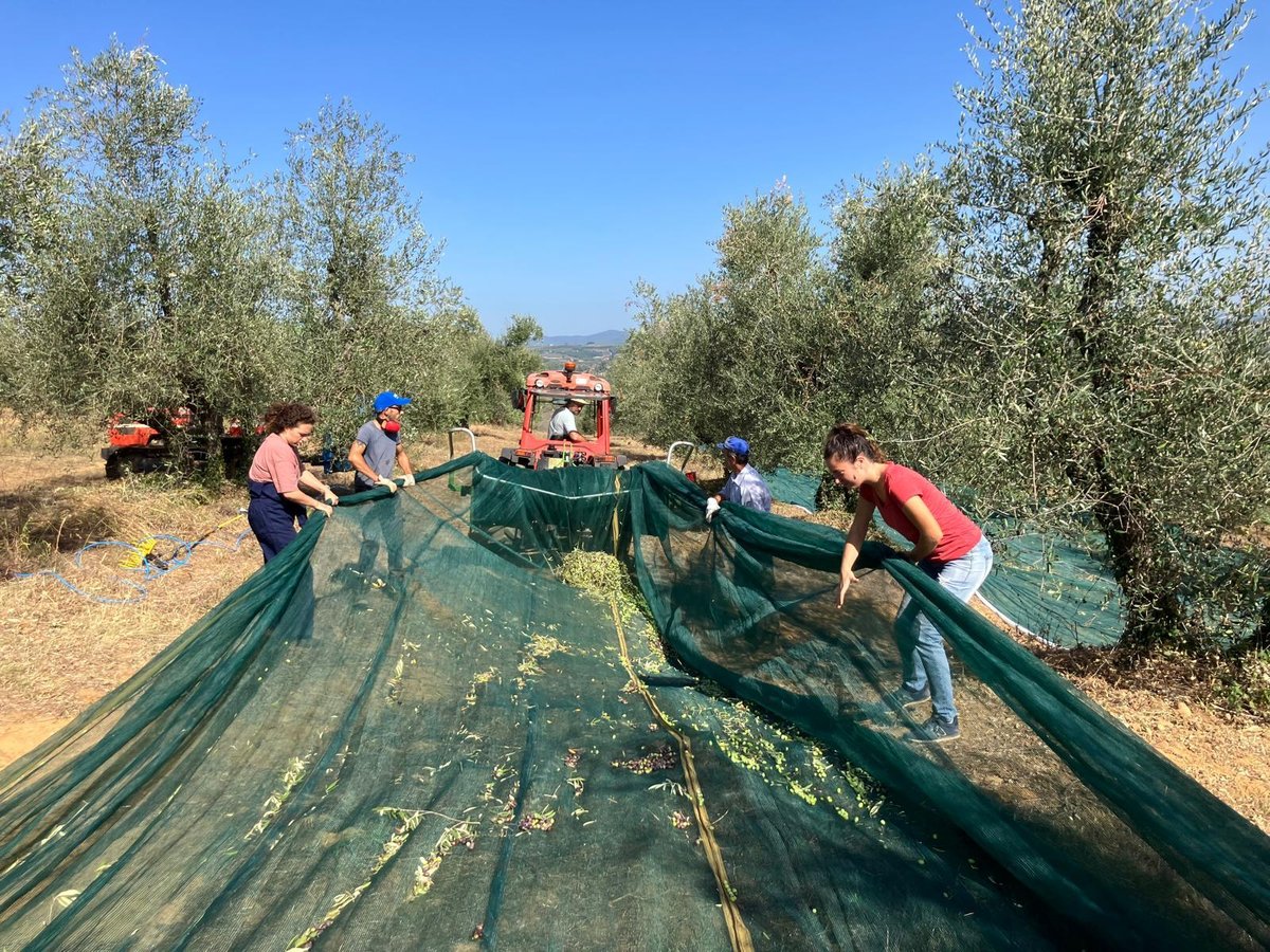Raccolta delle olive