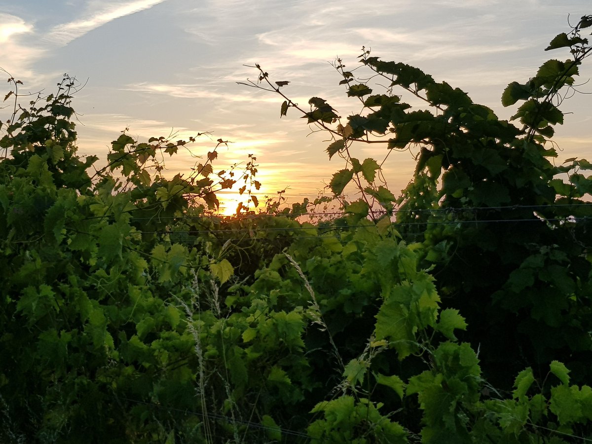 Wijngaard Lijsternest vineyard