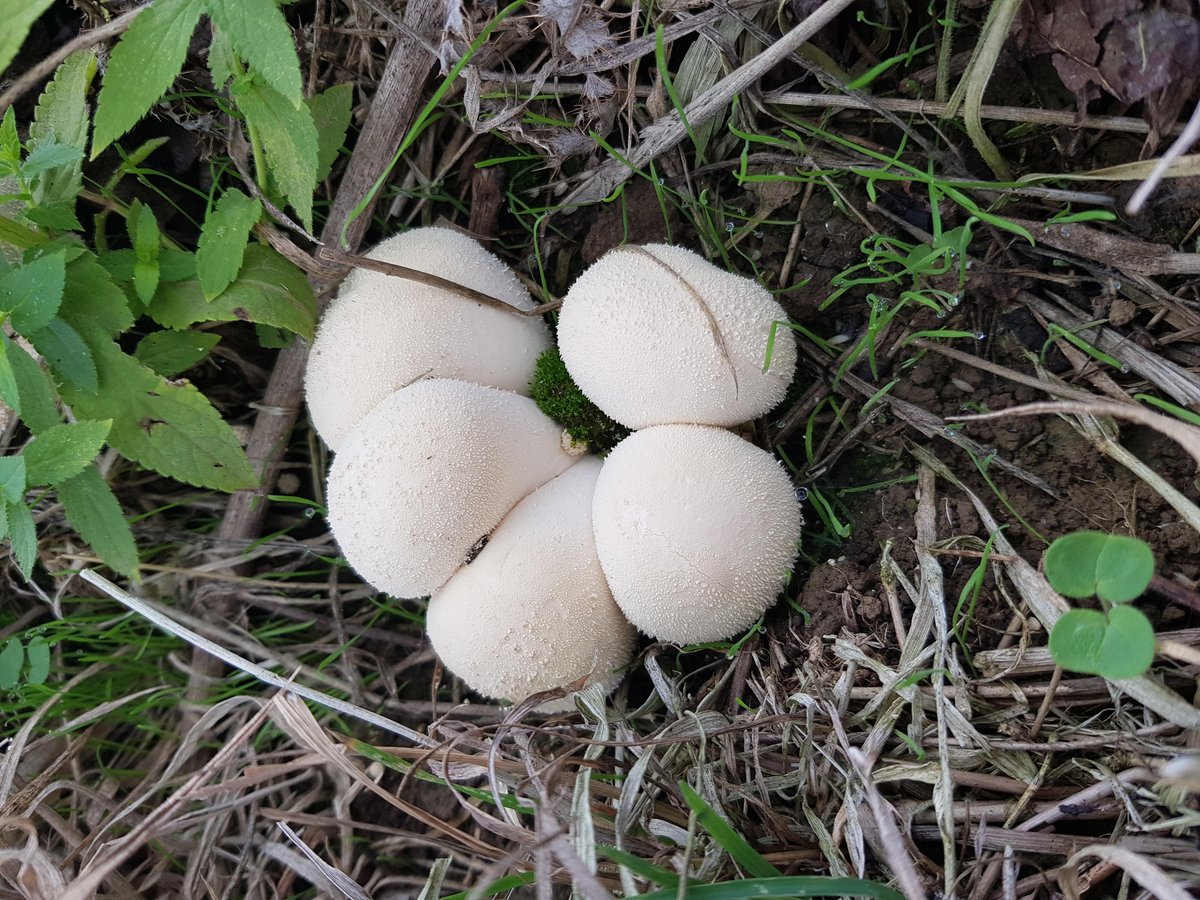 Des champignons dans les vignes de Servaas Blockeel