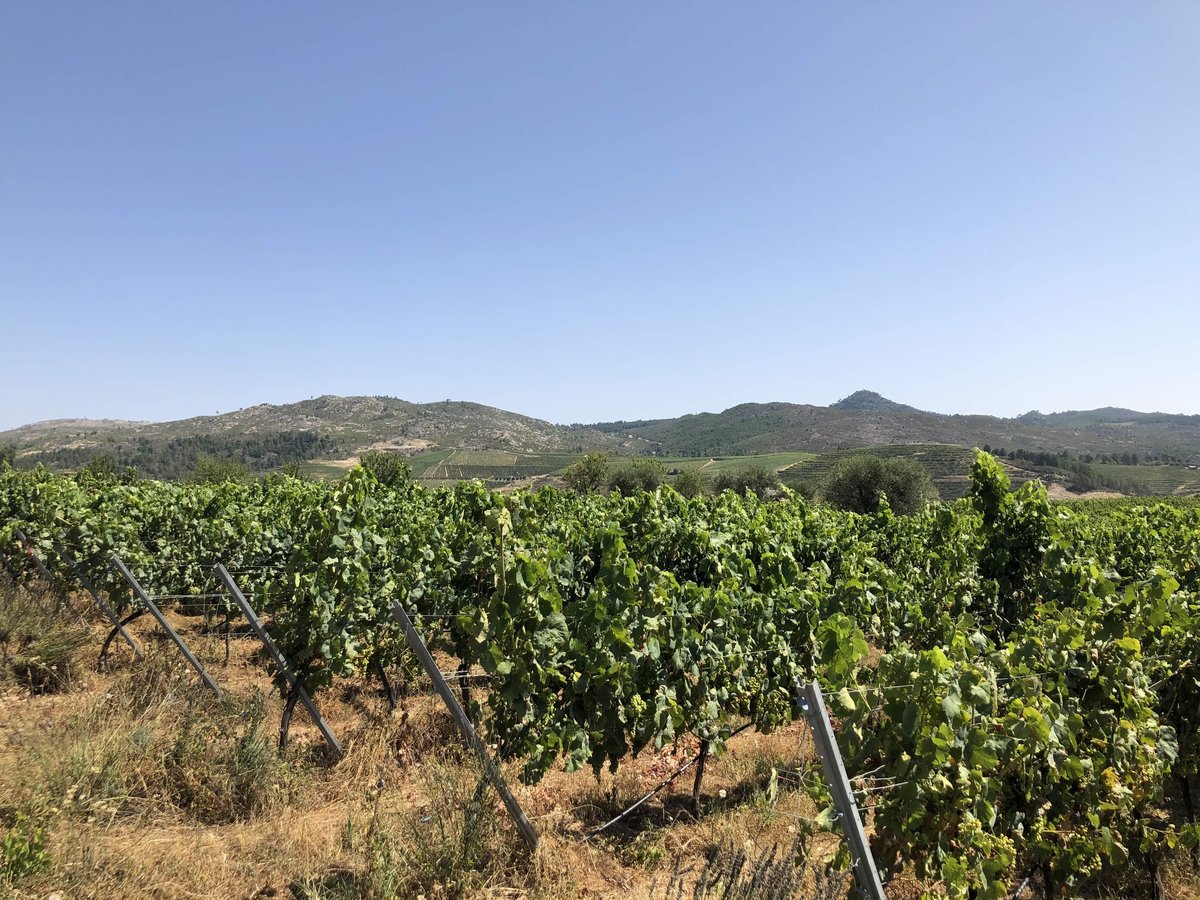Vigne of Tiago Sampaio
