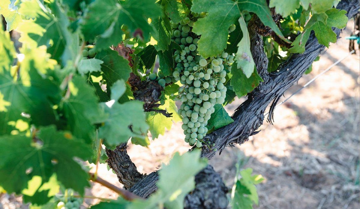 Arianna Occhipinti - pied de vigne