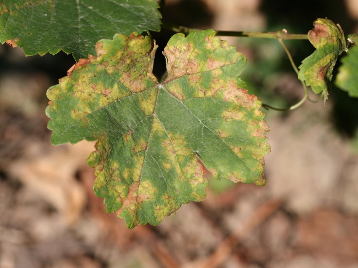 Inra/François Delmotte