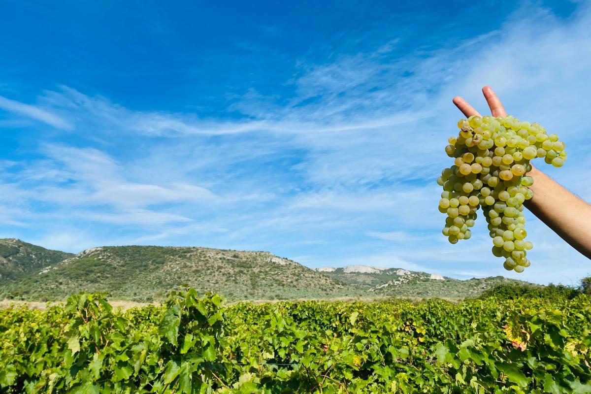 Domaine de La Bruge - Les Agrions