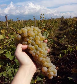 Tsikhelishvili Wines - Aleksi Tsikhelishvili logo