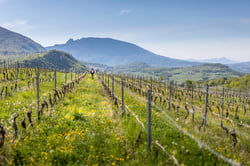 Domaine de Lucey - Anne Cécile Pflieger & Erwan Buchwalter logo