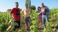 Domaine Plageoles - Bernard, Florent & Romain Plageoles logo
