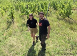 Soma Vines - Daisy Merrick & Antoine Lucchesi. logo