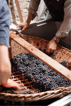 Holass Wine Collective - Ellie Bauwens & Imre Halász logo