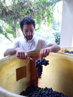 Domaine du petit bonhomme - Fabien Chanavas logo
