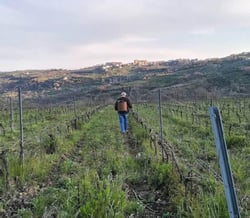 Azienda Agricola Maradei - Gina Bavasso logo