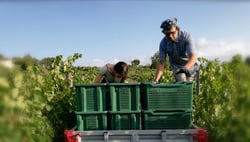 Azienda Agricola Pian del Pino - Giovanni Batacchi logo
