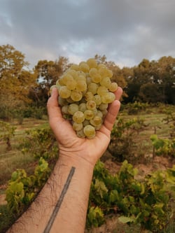 Sans Domaine - Lambert Perera Cortés logo