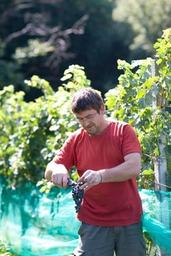 Wein Feer - Martin Feer logo
