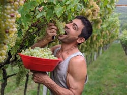 Azienda Agricola Gino Pedrotti - Michele Pedrotti logo