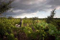 Domaine Petit - Olivier Soulas logo