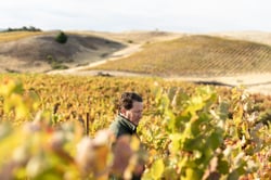 Pax Wines - Pax Mahle logo