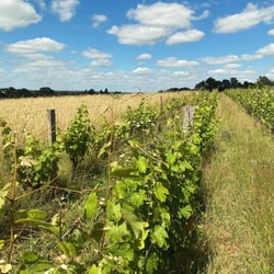 Domaine Autre Chose - Tiphaine Pierlot & Corentin Le Bolloch logo