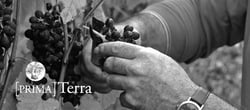 Primaterra - Walter De Batté logo