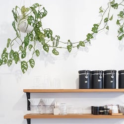 Drip Roasters 645296