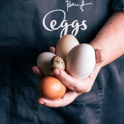 Eggs Milano 767984